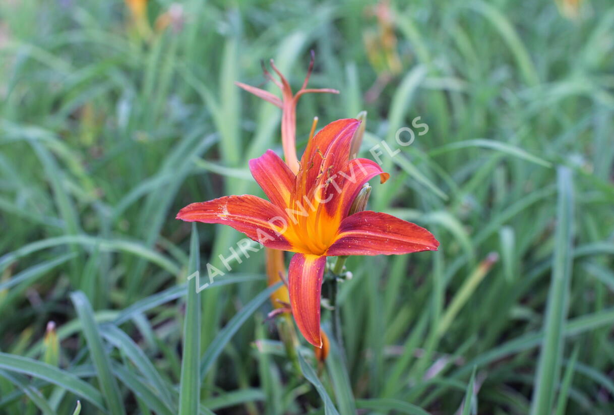 Denivka 'Flaming Sword' - Hemerocallis 'Flaming Sword'