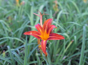Denivka 'Flaming Sword' - Hemerocallis 'Flaming Sword'