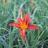 Hemerocallis 'Flaming Sword'.JPG