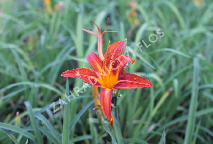 Denivka 'Flaming Sword' - Hemerocallis 'Flaming Sword'
