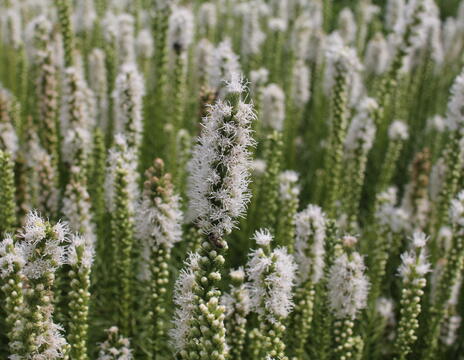 Liatris spicata ''Floristan Weiss''_1
