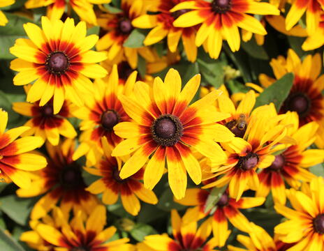 Rudbeckia hirta ''Minibeckia Flame''_01 (1)