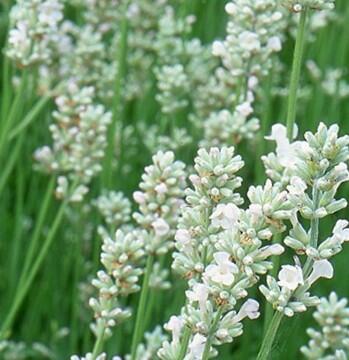 Levandule úzkolistá 'Not Normal Compact Pure White' - Lavandula angustifolia 'Not Normal Compact Pure White'