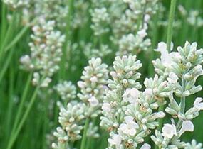 Levandule úzkolistá 'Not Normal Compact Pure White' - Lavandula angustifolia 'Not Normal Compact Pure White'