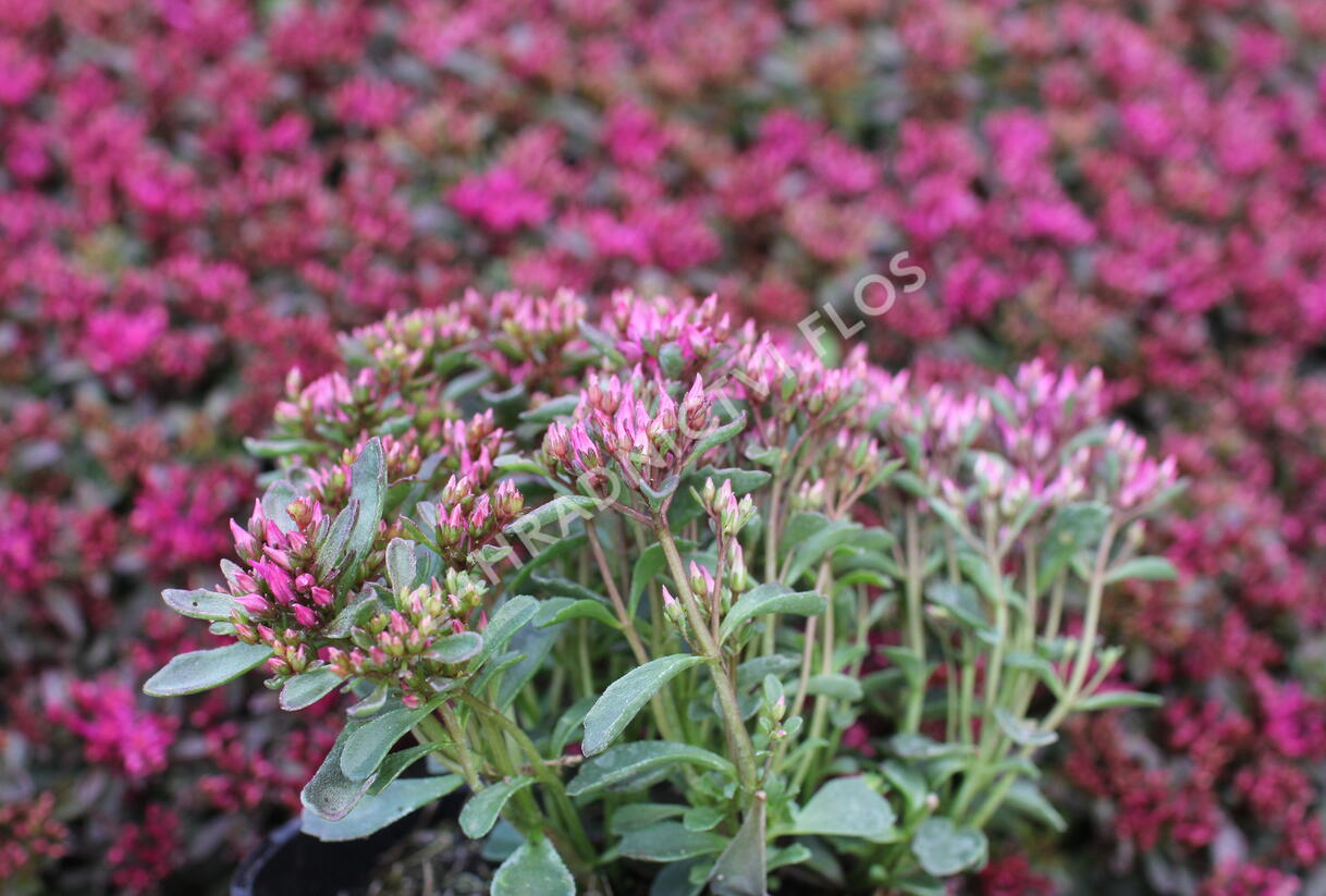 Rozchodník pochybný 'Spot On Deep Rose' - Sedum spurium 'Spot On Deep Rose'