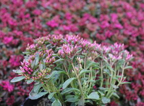 Rozchodník pochybný 'Spot On Deep Rose' - Sedum spurium 'Spot On Deep Rose'
