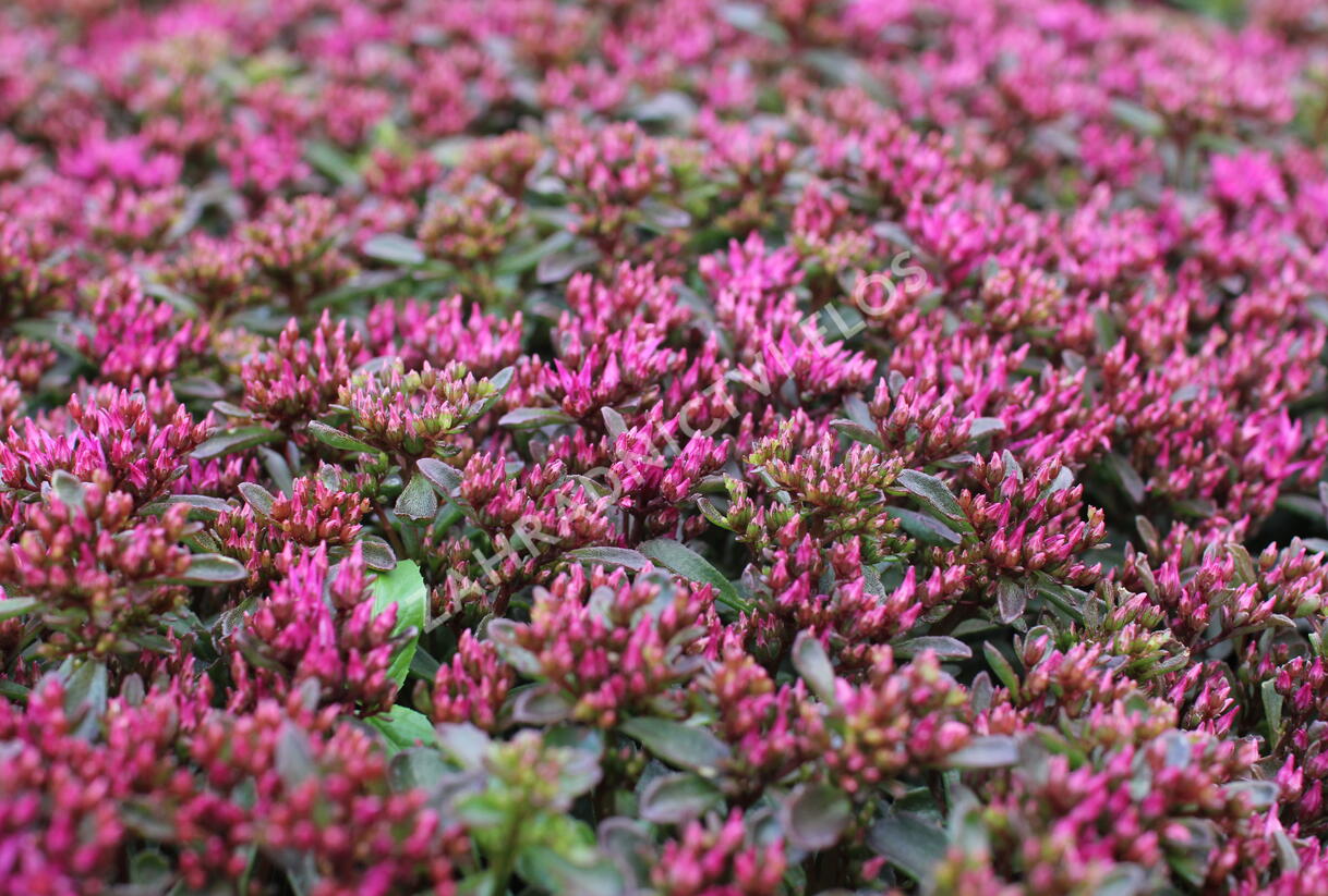 Rozchodník pochybný 'Spot On Deep Rose' - Sedum spurium 'Spot On Deep Rose'