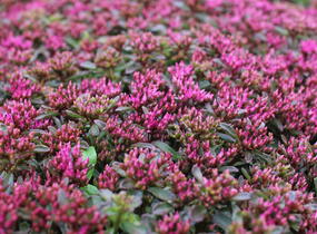Rozchodník pochybný 'Spot On Deep Rose' - Sedum spurium 'Spot On Deep Rose'