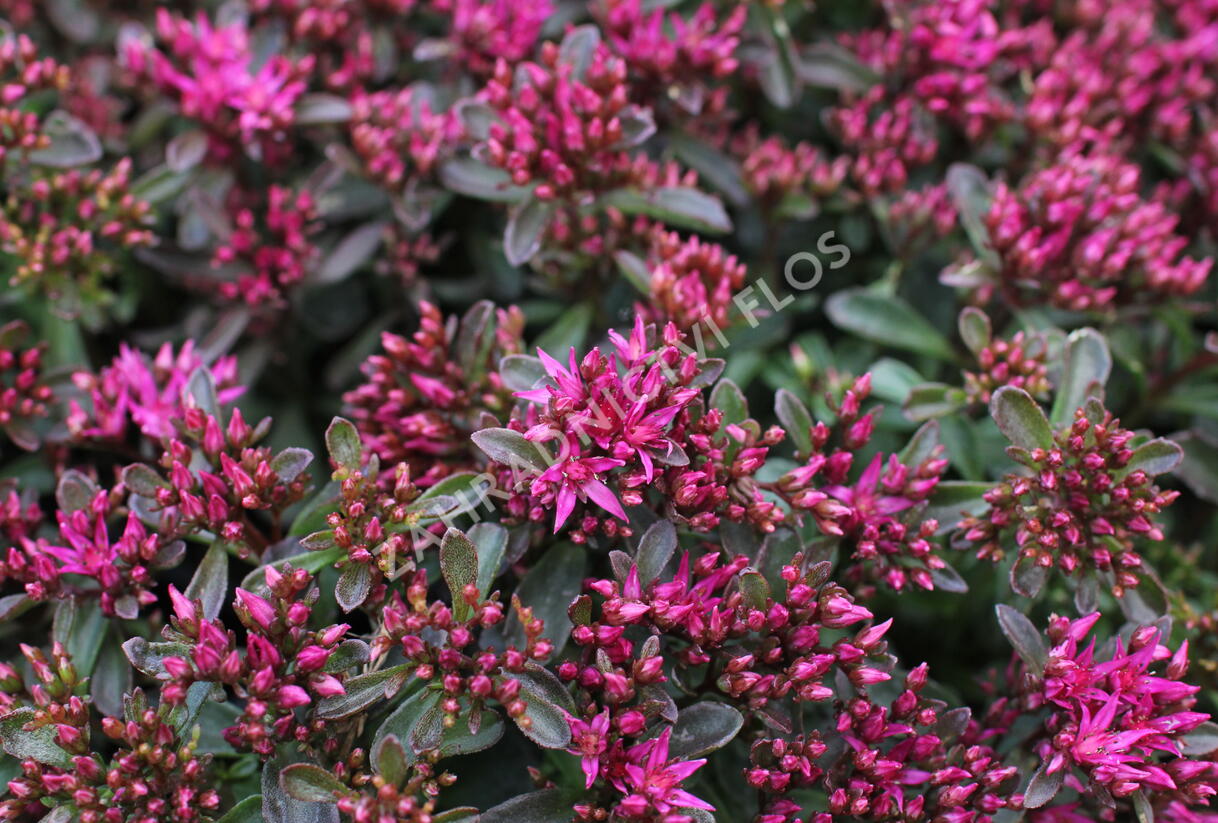Rozchodník pochybný 'Spot On Deep Rose' - Sedum spurium 'Spot On Deep Rose'