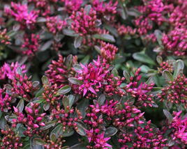 Rozchodník pochybný 'Spot On Deep Rose'
