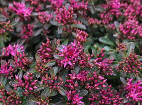 Rozchodník pochybný 'Spot On Deep Rose' - Sedum spurium 'Spot On Deep Rose'