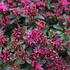 Sedum spurium 'Spot On Deep Rose'_3.JPG