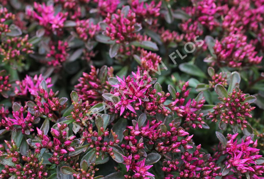 Rozchodník pochybný 'Spot On Deep Rose' - Sedum spurium 'Spot On Deep Rose'