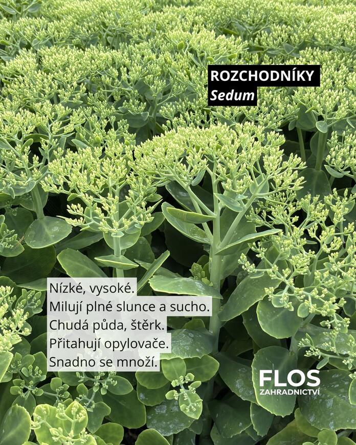 sedum