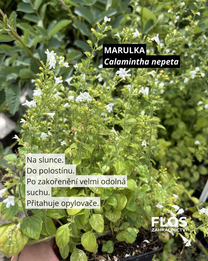 marulka