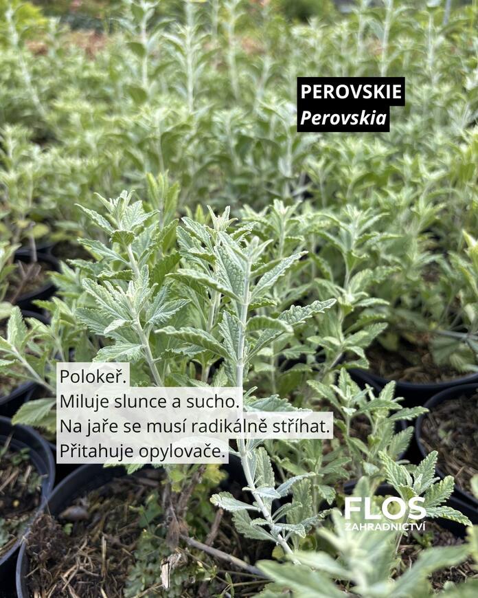 perovskia