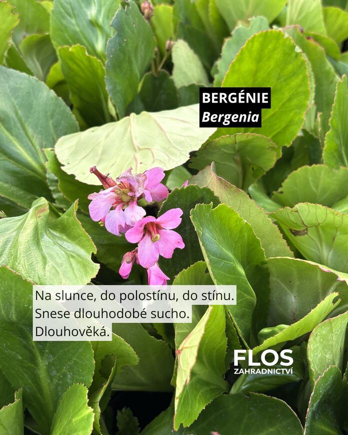 Bergenia
