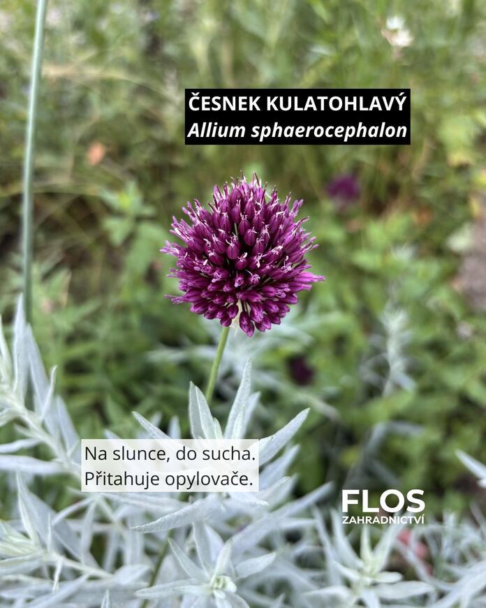 česnek kulatohlavý