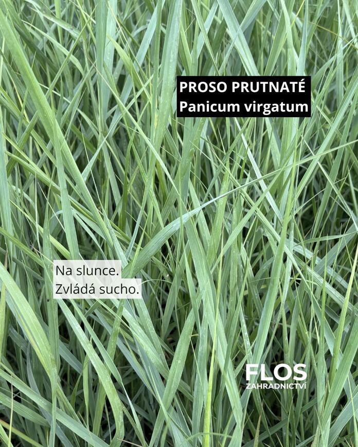 proso