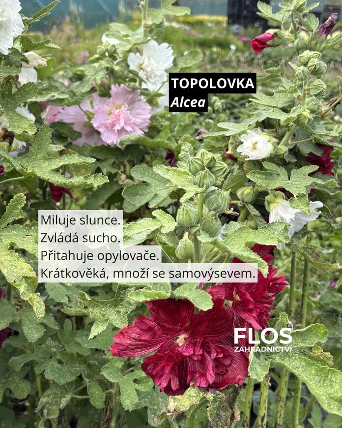 topolovka