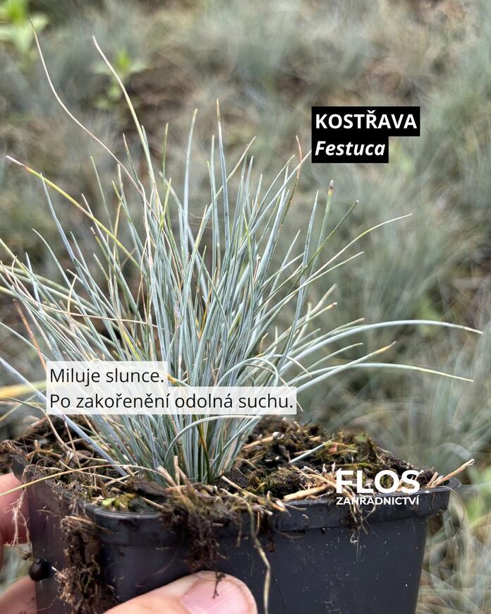 kostřava