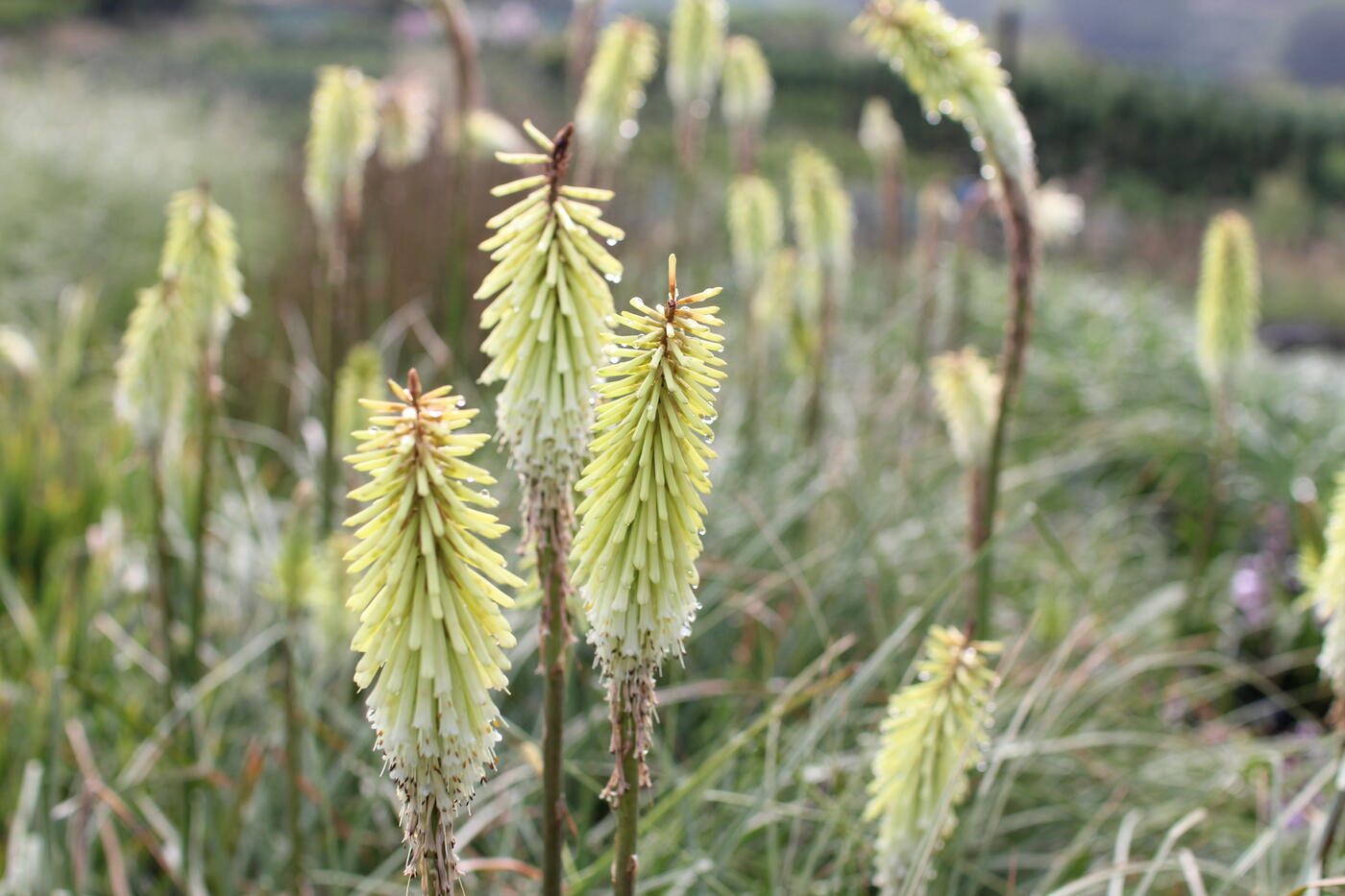 Kniphofia ''Green Jade''