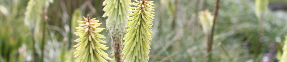 Kniphofia ''Green Jade''