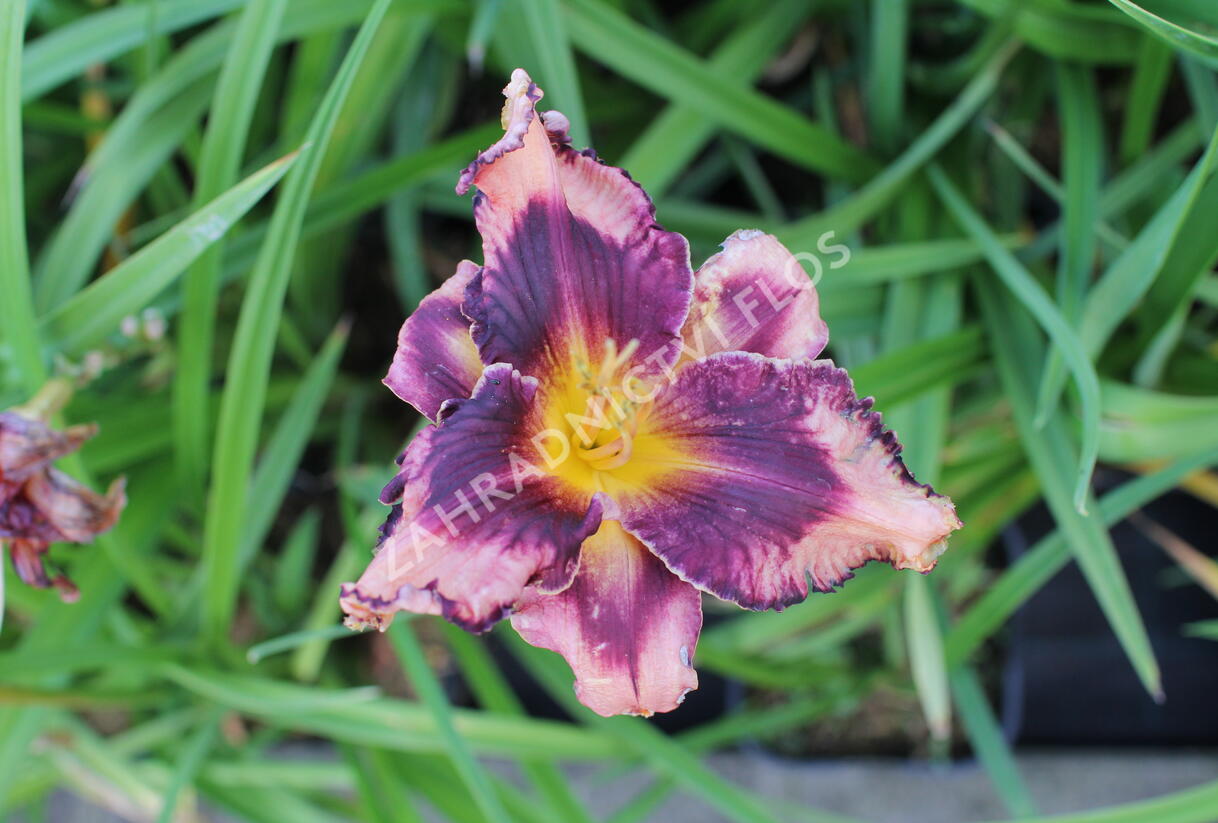 Denivka 'Whoopy' - Hemerocallis 'Whoopy'