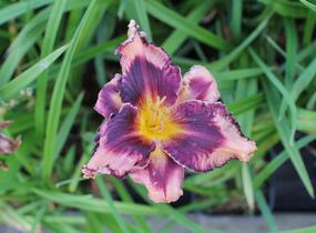 Denivka 'Whoopy' - Hemerocallis 'Whoopy'