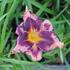 Hemerocallis 'Whoopy'.JPG
