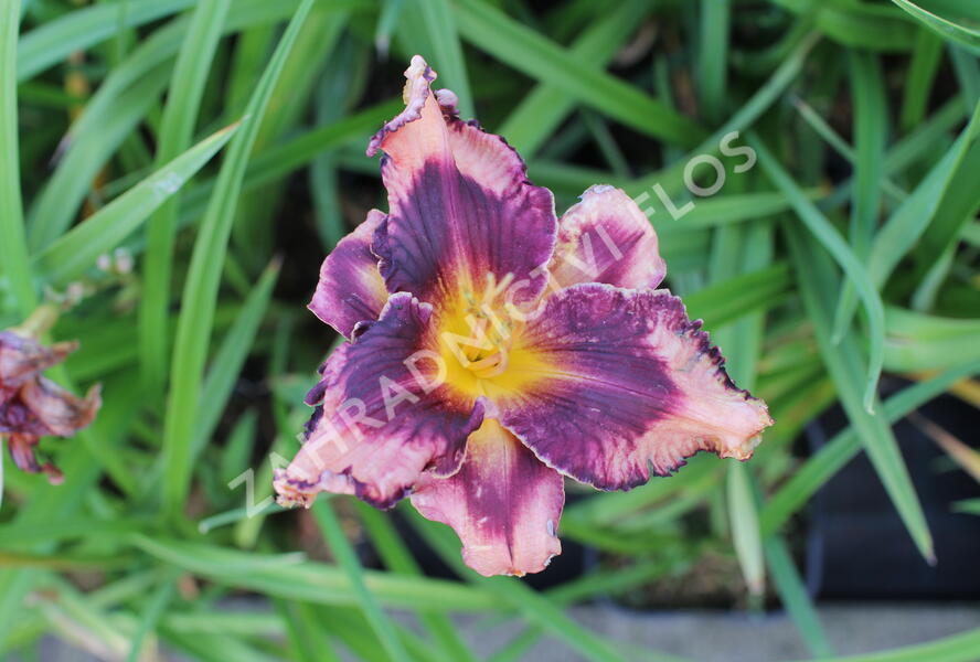 Denivka 'Whoopy' - Hemerocallis 'Whoopy'
