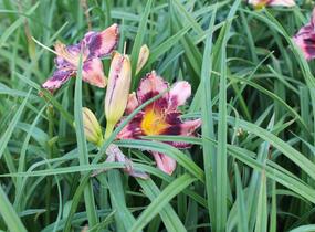 Denivka 'Whoopy' - Hemerocallis 'Whoopy'
