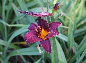 Denivka 'Sweet Hot Chocolate' - Hemerocallis 'Sweet Hot Chocolate'