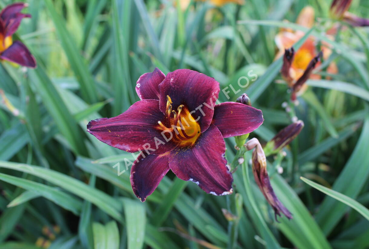 Denivka 'Sweet Hot Chocolate' - Hemerocallis 'Sweet Hot Chocolate'