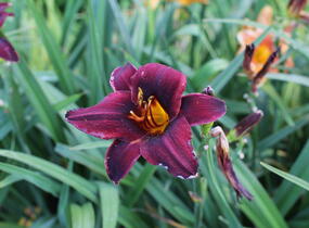 Denivka 'Sweet Hot Chocolate' - Hemerocallis 'Sweet Hot Chocolate'