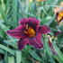 Hemerocallis 'Sweet Hot Chocolate'.JPG