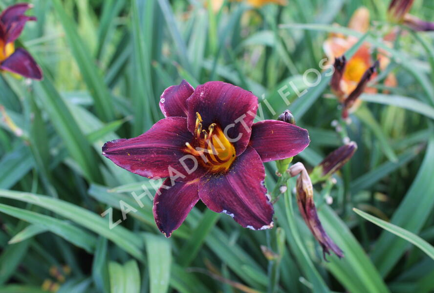 Denivka 'Sweet Hot Chocolate' - Hemerocallis 'Sweet Hot Chocolate'