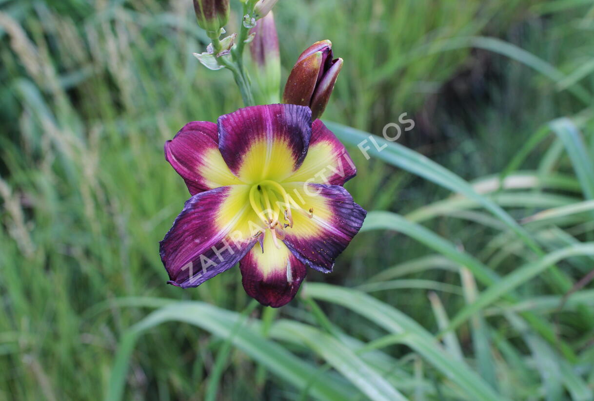 Denivka 'Night Beacon' - Hemerocallis 'Night Beacon'