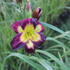 Hemerocallis 'Night Beacon'.JPG