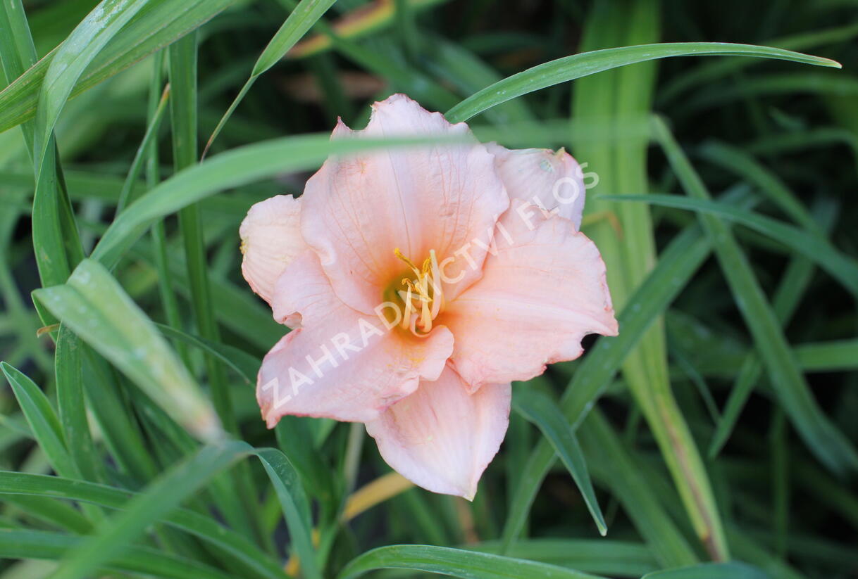 Denivka 'On and On' - Hemerocallis 'On and On'