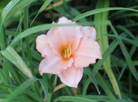 Denivka 'On and On' - Hemerocallis 'On and On'