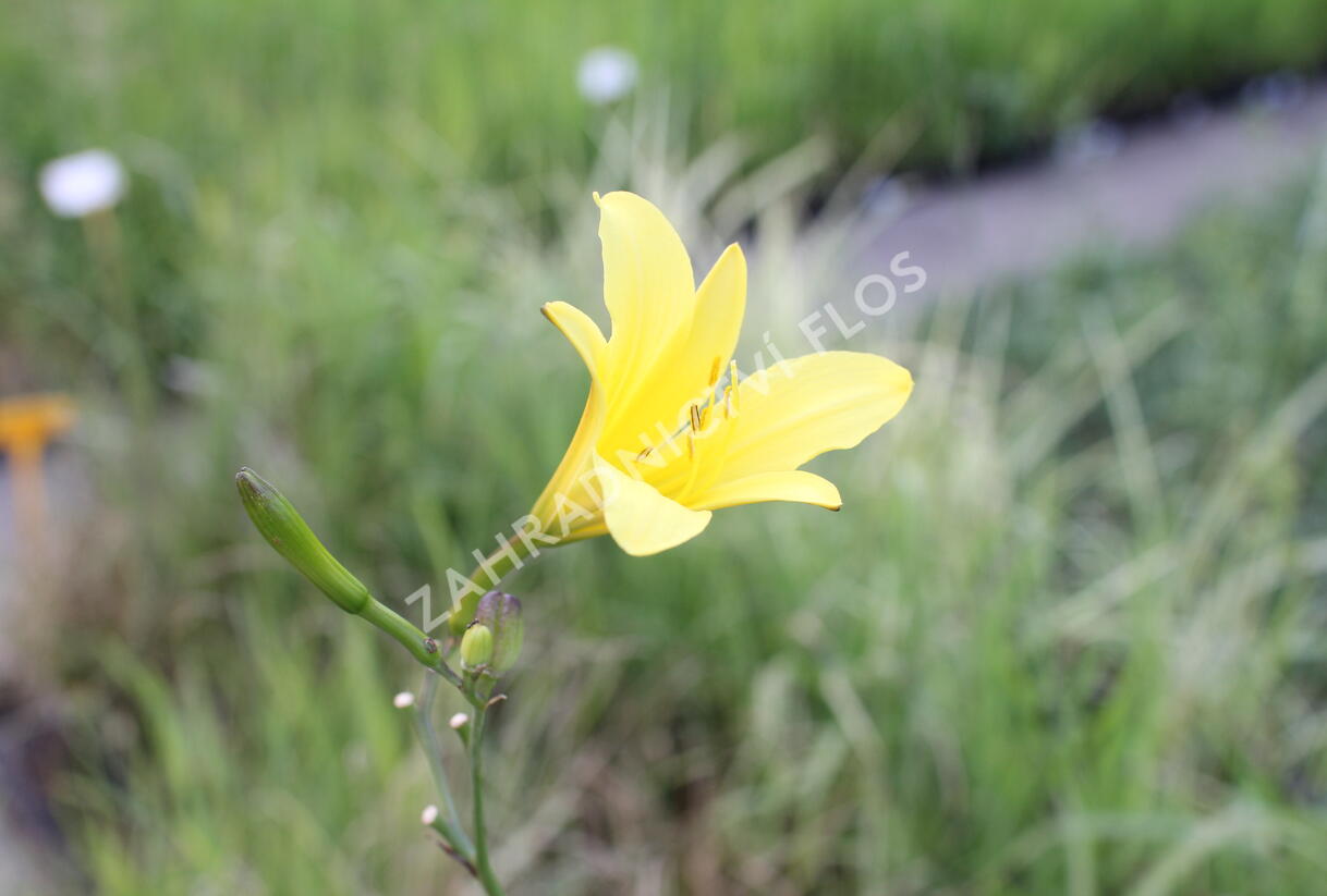 Denivka žlutá - Hemerocallis lilioasphodelus