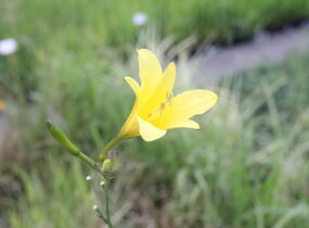 Denivka žlutá - Hemerocallis lilioasphodelus