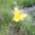 Hemerocallis lilioasphodelus.JPG