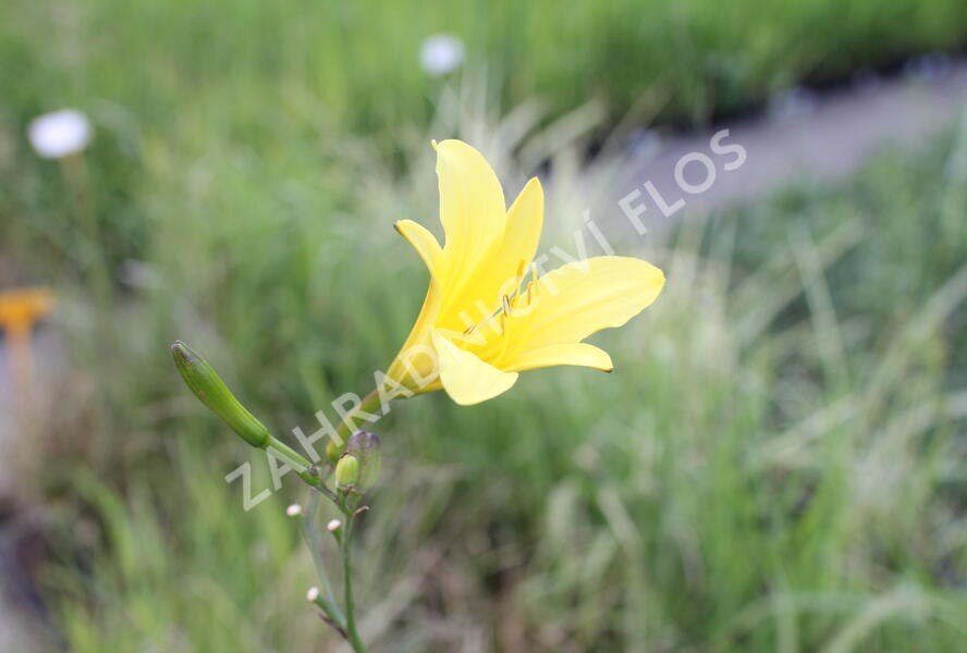 Denivka žlutá - Hemerocallis lilioasphodelus