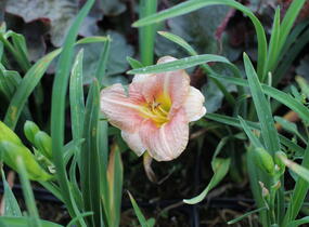 Denivka 'Little Anna Rosa' - Hemerocallis 'Little Anna Rosa'