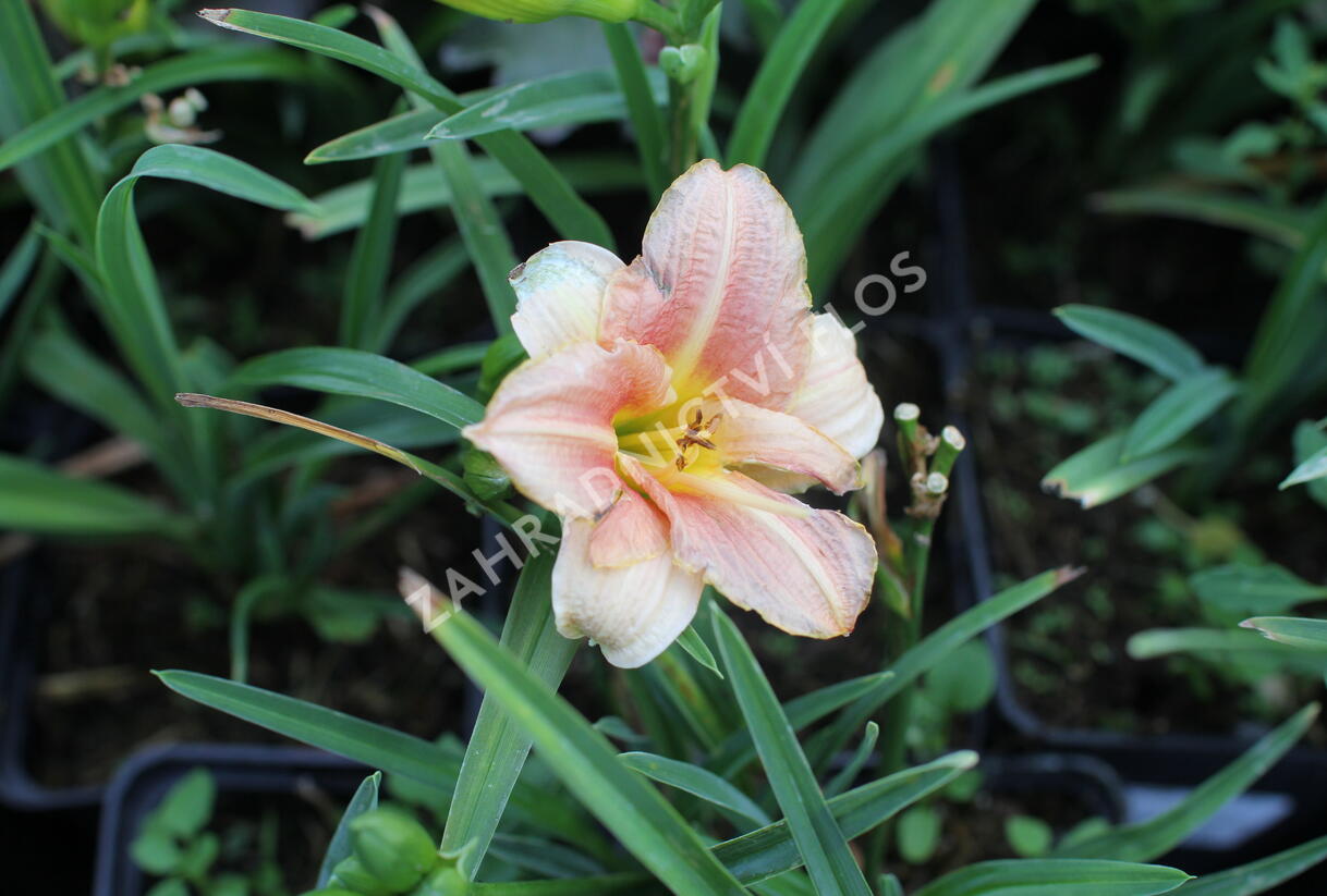 Denivka 'Little Anna Rosa' - Hemerocallis 'Little Anna Rosa'