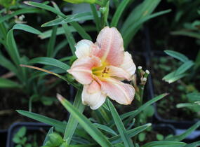 Denivka 'Little Anna Rosa' - Hemerocallis 'Little Anna Rosa'