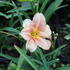Hemerocallis 'Little Anna Rosa'.JPG