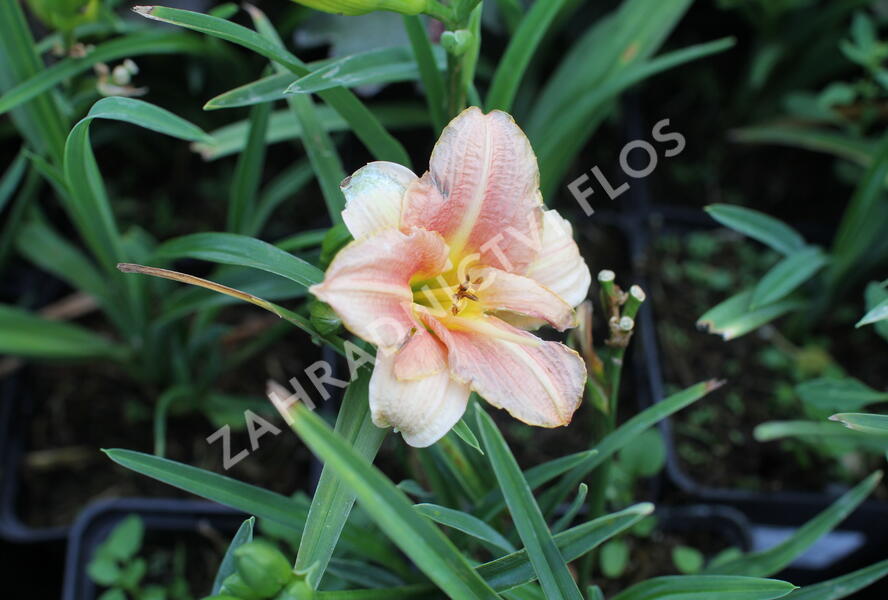 Denivka 'Little Anna Rosa' - Hemerocallis 'Little Anna Rosa'